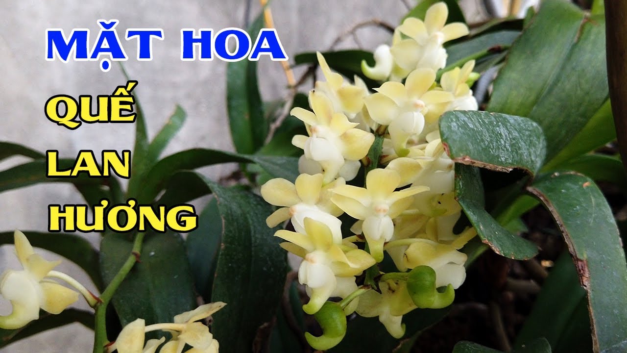 Hoa lan Quế Lan Hương - Quế Trắng tháng 8 - Hương Rừng Orchid