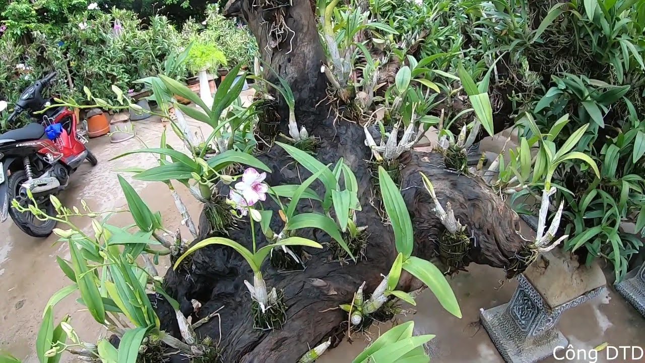 Vườn Hoa Phong Lan Ghép  Trụ Gỗ Có 1 Không 2 Tại Sài Gòn |orchids. |#congdtd